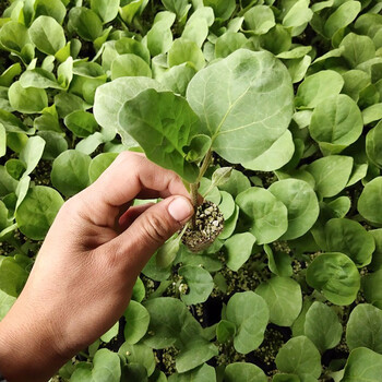 寿禾白蛋茄白茄子种子鸡蛋茄白长茄纯白椭圆家庭种植阳台盆栽四季寿光