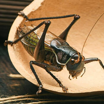 罐饲料鸣虫高端铁皮叫蝈蝈食物批冬蝈蝈发大号活物 精挑炮筒蝈蝈一只