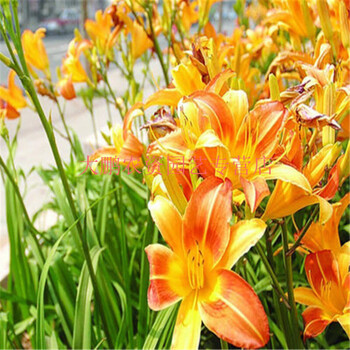 萱草植物忘忧草盆栽黄花菜种植苗宿根开花植物耐寒花地被庭院阳台 复