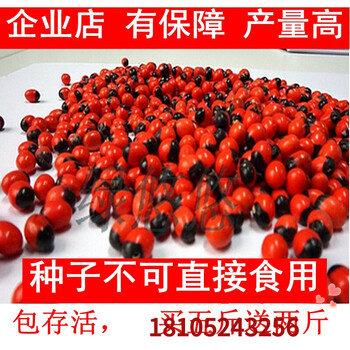 鸡骨草种子 毛鸡骨草种子 中草草药材种子 二两 生根粉