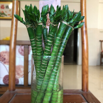 多頭龍竹富貴竹植物水養客廳盆栽觀音大葉節節高帶根室內新年 35釐米3