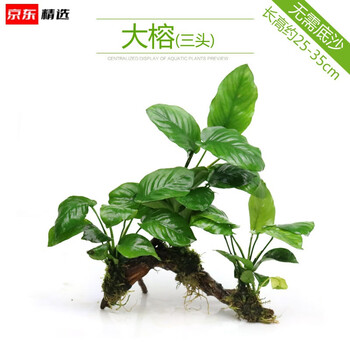 古法养鱼水草 鱼缸造景套餐阴性水榕沉木活体真水草淡水无土植物增氧