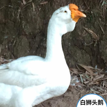 大獅頭鵝活鵝小苗半大鵝活苗純種獅子頭鵝白鵝灰鵝 1斤白獅頭鵝4只母