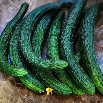 云南露天自家种植菜黄瓜510斤装采摘现摘现发青瓜嫩刺脆直瓜现摘新鲜