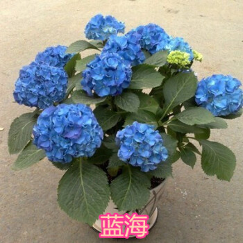 盆栽绿植幸运花八仙绣球花苗八仙花无尽夏木本绣球爬藤四季开蓝海绣球不含盆 图片价格品牌报价 京东