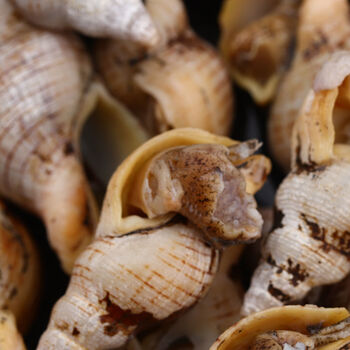 肉质饱满 贝贝螺鲜活海螺贝类海鲜海瓜子小钉螺新鲜螺丝海锥 一斤