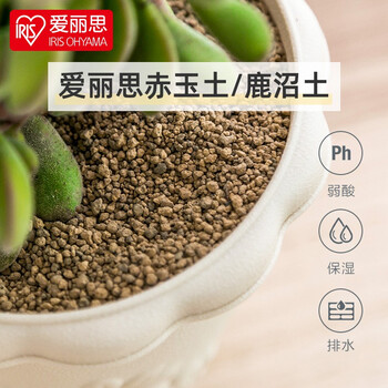 適性体現する抑圧赤玉土多肉植物 Nishimurajimuki Jp