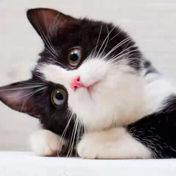 荣郁 中华田园猫橘猫幼崽活物幼猫活体小狸色猫咪