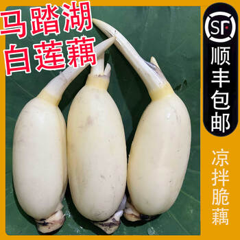 山东淄博生吃藕脆藕莲菜水果藕新鲜现挖产地直发1500g
