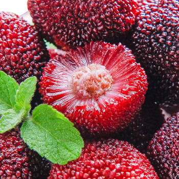 味巴哥顺丰空运福建特产杨梅新鲜冷冻冰冻速冻泡酒杨梅冰镇孕妇杨3000