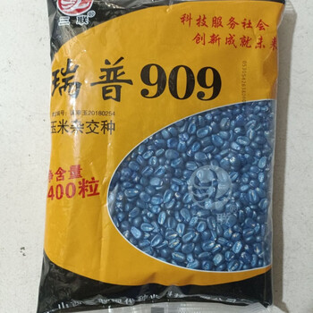 新日期玉米种子瑞普909(4400粒)山西三联抗旱高容重玉国审抗病抗 瑞普