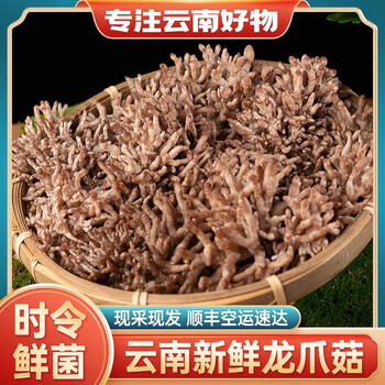 知鲜之鲜龙爪菇新鲜菌菇云南当季农家蔬菜蘑菇应季鲜珊瑚菌食材菌子