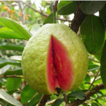 子豪缘台湾珍珠番石榴树苗 白心红心西瓜芭乐苗四季果树嫁接苗当年结果 1年《红心》番石榴 40cm(含)-120cm(含)