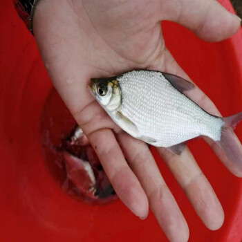 原生淡水活魚鯿魚武昌魚翹嘴大白條鯽魚草魚青魚花鰱重慶永川魚苗