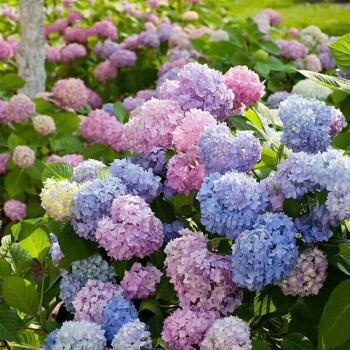 不活补发变色八仙花紫阳花阳台盆栽室内观赏花卉绣球花苗庭院地栽绿化造景点缀原盆原土发货当年开花无尽夏