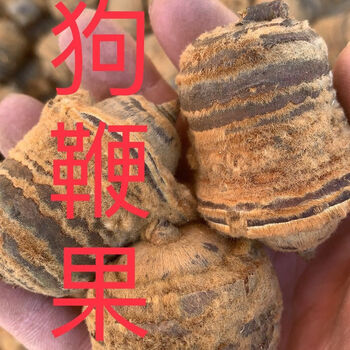 同仁堂 新货云南野生狗鞭果中药材新货狗鞭果风流果猪仔粒毛毛果 野生