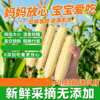 思华梦云南西双版纳拇指小玉米新鲜傣家香糯儿童即食迷你珍珠白糯玉米