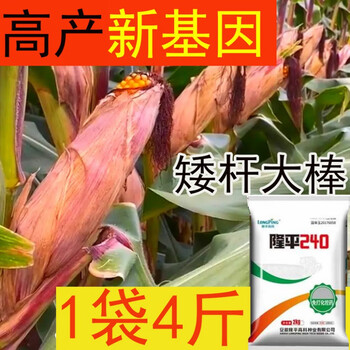 细辛高产矮秆大棒苞谷抗病抗倒耐涝抗旱原装隆平240玉米种子 高产矮秆