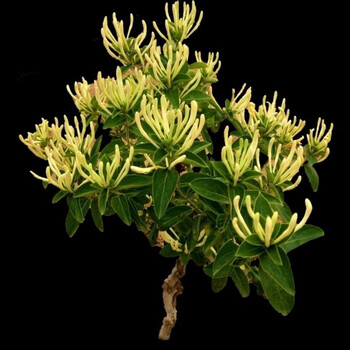 新品爬藤金银花种子庭院室内阳台植物盆栽易种易活忍冬植物花卉籽