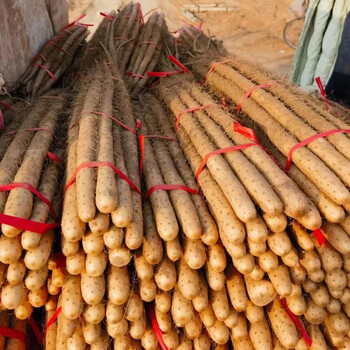 精选正宗河南铁棍山药现挖焦作温县垆土山药新鲜蔬菜面软糯香高质量5