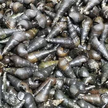 的山坑螺新鲜包活钉螺长螺石螺田螺坑螺黑螺 5斤小螺