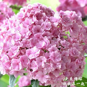 花老桩绣球花苗盆栽八仙花苗室内阳台庭院大花花卉植物 你我在一起 16