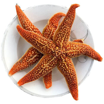 皓谦海星海鲜鲜活水产满籽青岛五角星海五星熟冻活的大海星新鲜 1斤