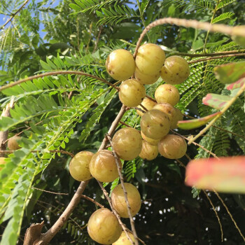 黃忠文 油甘子樹苗 滇橄欖苗大肉餘甘果苗四季嫁接苗甘甜爽口 地栽