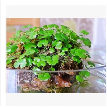 苔藓植物活青苔微景观盆景水陆缸假山造景生态瓶diy材料多肉植物水陆缸植物驼草 图片价格品牌报价 京东 苔藓植物活青苔微景观盆景水陆缸假山造景生态瓶diy材料多肉植物水陆缸植物驼草 图片价格品牌报价 京东