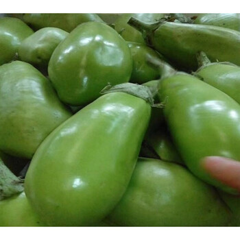 青茄子新鲜绿茄子河南青皮茄子绿圆茄子非紫茄子 2500g