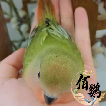 黃桃牡丹紫羅蘭牡丹活鳥幼鳥雛鳥迷你鸚鵡 紅頭綠閃牡丹25-35天雛鳥