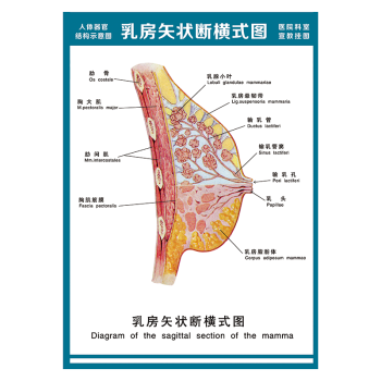 醫院科室宣教掛圖人體結構示意圖器官解剖圖全身骨骼圖宣傳畫牆貼畫