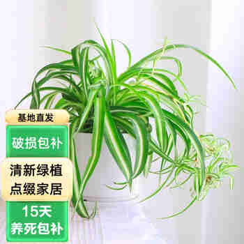 意轩卷叶吊兰室内植物金边吊兰卷发盆栽垂吊花卉植物室内花好养绿植 卷发吊兰+白圆柱陶瓷盆