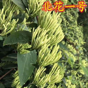 芃畔金银花苗新品种北花1号金银花苗四季树形懒汉采摘省时省力高6年