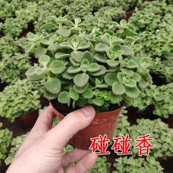 香草植物碰碰香盆栽香草多肉植物客厅驱虫绿植花卉 多棵大盆碰碰香 不含盆 图片价格品牌报价 京东