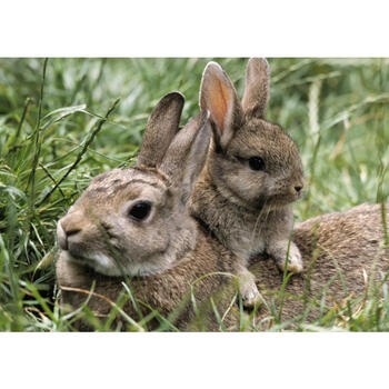 小兔子 白兔 灰兔动物 客厅背墙卧室酒吧 海报装饰画相框墙画贴画 01