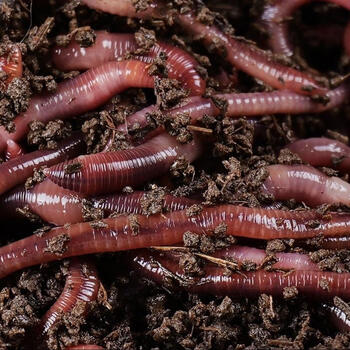 邓刚大师推荐蚯蚓一斤本地活体大号1斤红虫邱引钓鱼饵料鲫鱼秋冬蚯蚓