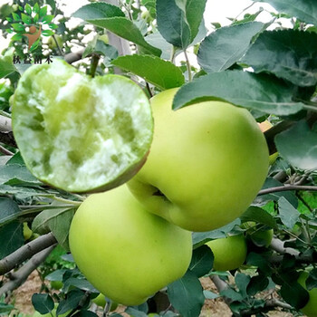 树苗 适合南方北方种植苹果苗庭院盆地栽果树苗 当年结果 印度青苹果