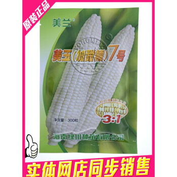 东风41玉米种图片