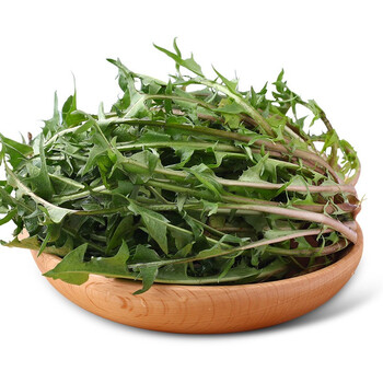 新鲜野山菜 新鲜山野菜 东北野生婆婆丁 蒲公英 地黄丁蘸酱菜 顺丰