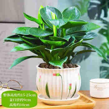 意轩金钻盆栽绿萝室内植物花卉水培绿植客厅好养多肉新房吸除去 3颗金钻25-30cm+荷叶瓷盆