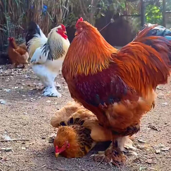 婆罗门鸡小鸡活体梵天鸡脱温大体观赏鸡宠物鸡 大红袍2个月婆罗门一对