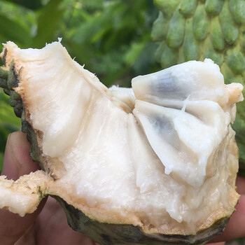 广西牛奶释迦果代发5斤番荔枝应当季大果佛头摩尼果凤梨水果整箱释迦