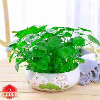 意轩铜钱草水培盆栽室内室外花卉金钱草绿植吸绿植花草植物 铜钱草+荷花陶瓷盆