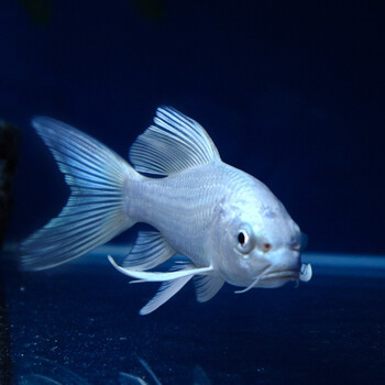 琅河水族 锦鲤鱼活体冷水观赏鱼多品类精选 白金龙凤 7-9cm