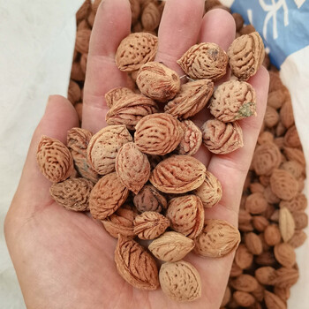 毛桃芽 毛桃苗 毛桃核种子 桃树种子 果树种子 山杏核 杜梨籽苹果 毛