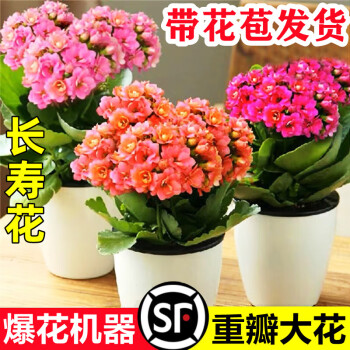 京悠雨德国品质长寿花盆栽重瓣金狐狸大花带花苞花苗四季室内开花好养的 柠檬水果糖(带花苞开花爆满)送肥料 不含盆