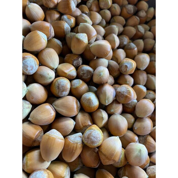 薄皮玉坠生榛子产地东北辽特产2021年新鲜货脱去青绿皮2500g 5斤薄皮