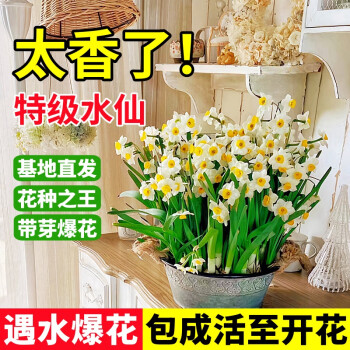 京悠雨德国品质漳州水仙花种球风信子郁金香洋水仙盆栽水养花卉冬季室内 【特惠】水仙中大球3个【周长12-14cm】+2包 20-22cm
