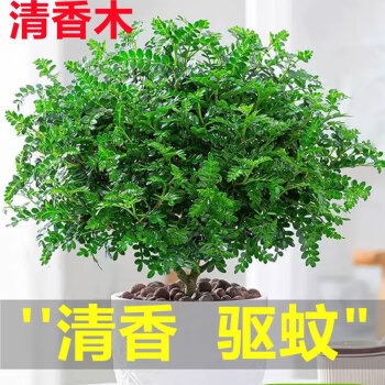 京悠雨德国品质正宗清香胡椒木盆栽花卉室内外驱蚊草植物树苗老桩盆景九 6年清香胡椒木大苗(原土无盆)+肥料 含盆